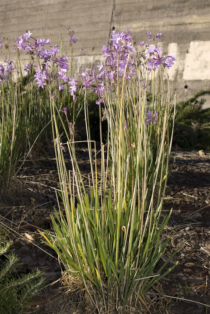 Una Liliacea - Tulbaghia cfr. violacea